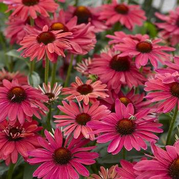 Эхинацея Echinacea 'Sweet Meadow Mama'